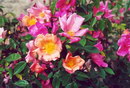 China Rose